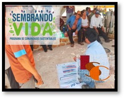 En Tenabo, beneficios de Sembrando Vida probarán nueva variedad de maíz.